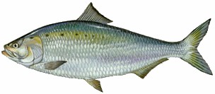Shad Fish