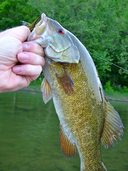 Beautiful Smallmouth Bass about to be Returned