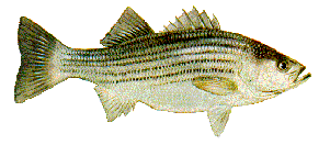 East Coast Striped Bass