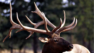 Elk in Montana
