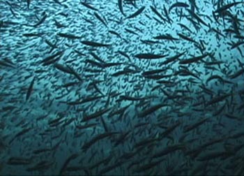 Map, fishing maps, charts, info and gear for fly fishing , anglers, and outdoors sportsmen.