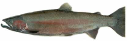 Steelhead trout