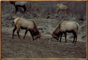 Washington State Elk