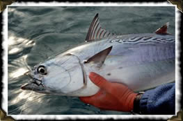 Harkers Island Albacore