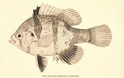 Panfish Fly Fishing Rods, Reels, Lines, and Other Accessories