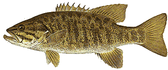 Smallmouth Bass