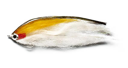 Striper or Striped Bass Fishing