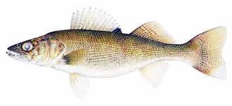 Map, fishing maps, charts, info and gear for fly fishing , anglers, and outdoors sportsmen.