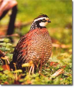 Map, fishing maps, charts, info and gear for fly fishing , anglers, and outdoors sportsmen.