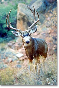 Very nice Utah deer